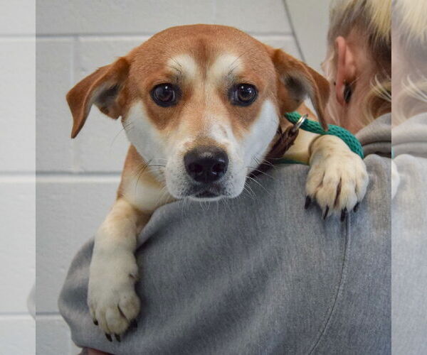 Medium Photo #5 Beagle-Unknown Mix Puppy For Sale in Huntley, IL, USA