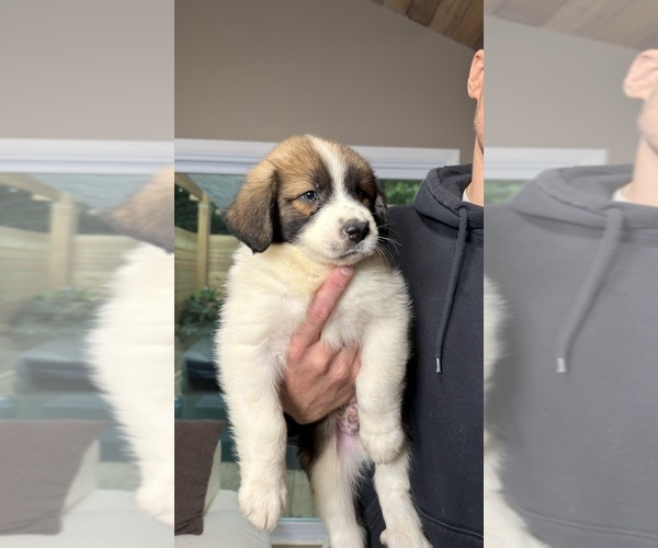 Medium Photo #5 Aussie Pyrenees Puppy For Sale in LEXINGTON, SC, USA