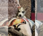 Small Photo #9 Siberian Husky Puppy For Sale in CELEBRATION, FL, USA