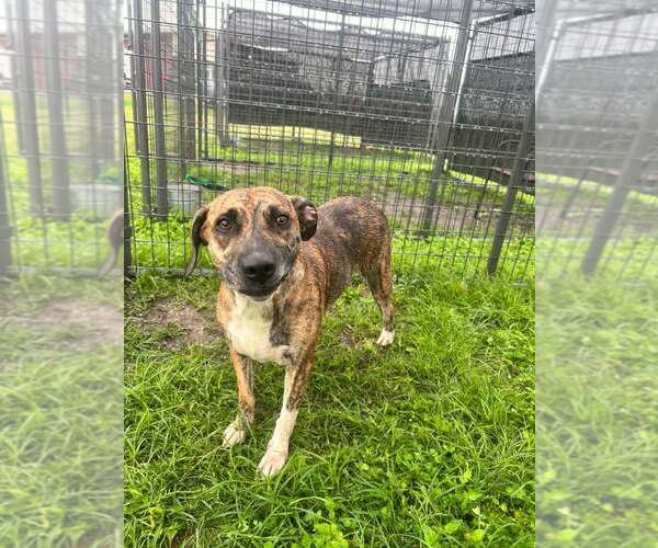 Medium Photo #6 Mutt Puppy For Sale in Abbeville, LA, USA