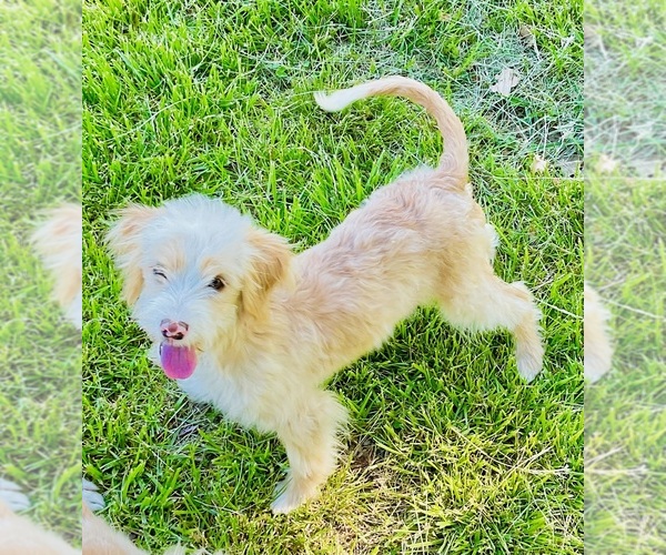Medium Photo #1 Cavapoo mix (+ Poodle Miniature) Puppy For Sale in BLUE SPRINGS, MO, USA