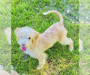 Cavapoo mix (+ Poodle Miniature) Puppy for sale in BLUE SPRINGS, MO, USA