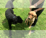 Small Photo #1 Labradoodle Puppy For Sale in RIPLEY, TN, USA