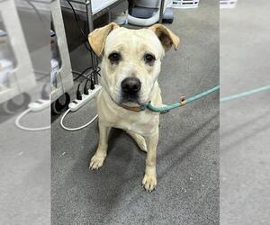 Labrador Retriever Dogs for adoption in Forestville, MD, USA