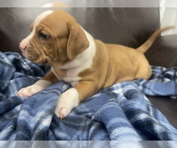 Medium Photo #67 American Bully Puppy For Sale in REESEVILLE, WI, USA