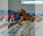 Puppy 8 Boxer-Mastiff Mix