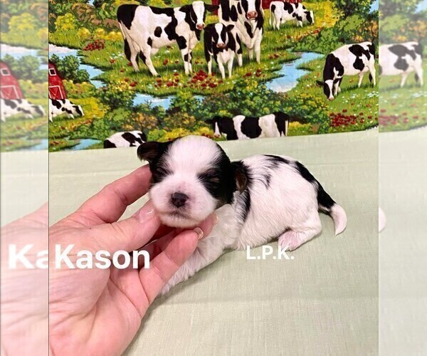 Medium Photo #3 YorkiePoo Puppy For Sale in WINNSBORO, LA, USA