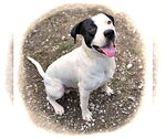 Small #5 Mutt