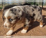 Small #4 Miniature Australian Shepherd
