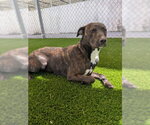 BONBON - Female Mutt Dog for Adoption - Small photo