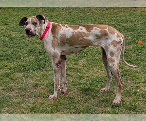 Great Dane-Unknown Mix Dogs for adoption in Plano, TX, USA