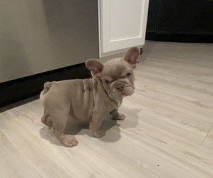 French Bulldog Puppy for sale in HUMBLE, TX, USA