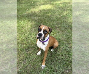 URSULA - Female Boxer Dog for Adoption - Photo #8