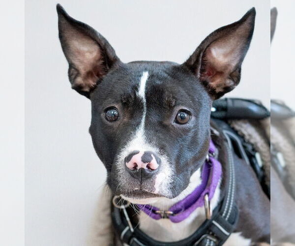 Medium Photo #5 Mutt Puppy For Sale in Mundelein, IL, USA