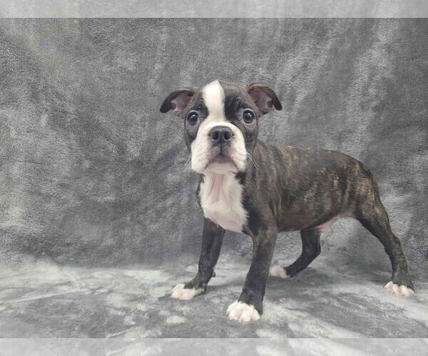 Medium Photo #4 Boston Terrier Puppy For Sale in Lincolnwood, IL, USA