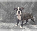 Small #3 Boston Terrier