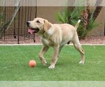 Small Photo #3 Golden Labrador Puppy For Sale in Glendale , AZ, USA