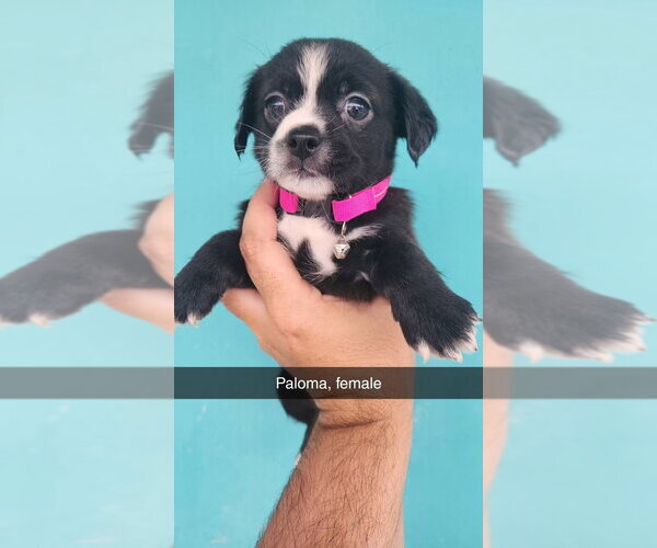 Medium Photo #2 Havanese-Unknown Mix Puppy For Sale in Evansville, IN, USA