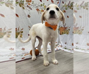 Sunny - Male Golden Labrador Dog for Adoption - Photo #7