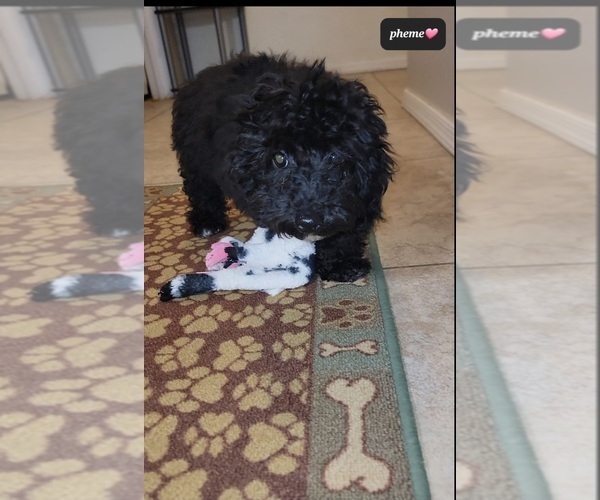 Medium Photo #2 Poodle (Toy) Puppy For Sale in TUCSON, AZ, USA