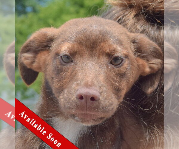 Medium Photo #1 Australian Shepherd-Unknown Mix Puppy For Sale in Huntley, IL, USA