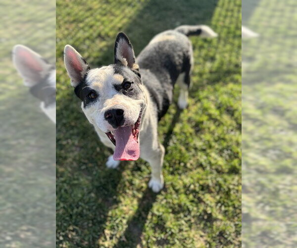 Medium Photo #3 Mutt Puppy For Sale in Riverside, CA, USA