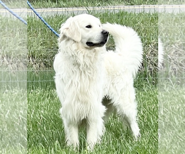 Medium Photo #1 Golden Retriever Puppy For Sale in NEOLA, WV, USA
