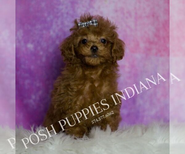 Medium Photo #1 Poodle (Miniature) Puppy For Sale in WARSAW, IN, USA