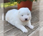 Small Photo #2 Samoyed Puppy For Sale in STANLEY, WI, USA
