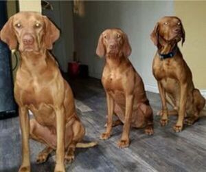Mother of the Vizsla puppies born on 04/11/2022