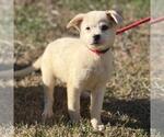 Small #2 Labrador Retriever Mix
