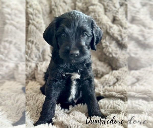 Medium Photo #1 Double Doodle Puppy For Sale in VINEYARD, UT, USA