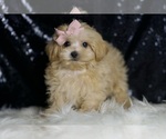 Small Photo #3 Maltipoo Puppy For Sale in WARSAW, IN, USA