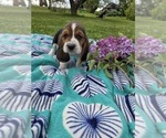 Small #7 Basset Hound