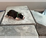 Puppy Green American Bully