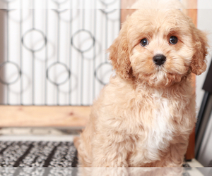 Cavapoo Puppy for sale in NAPLES, FL, USA