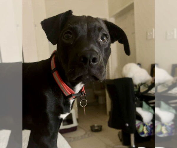 Medium Photo #7 Labrador Retriever-Unknown Mix Puppy For Sale in Jefferson, NJ, USA