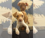 Small #1 Chihuahua Mix