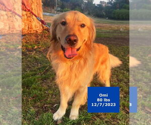 Golden Retriever Dogs for adoption in West Hollywood, CA, USA