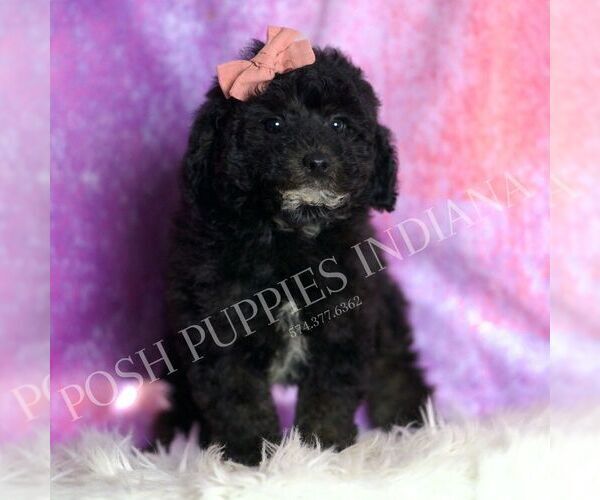Medium Photo #11 Goldendoodle (Miniature) Puppy For Sale in WARSAW, IN, USA