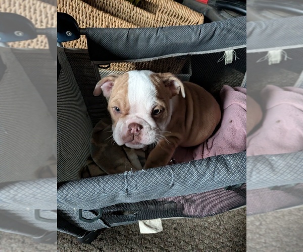 Medium Photo #13 English Bulldog Puppy For Sale in WHITELAND, IN, USA