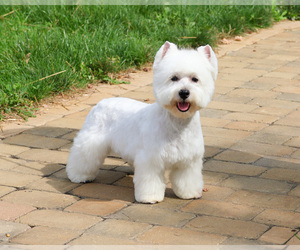 Mother of the West Highland White Terrier puppies born on 06/11/2026