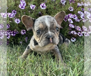 French Bulldog Puppy for sale in PRYOR, OK, USA