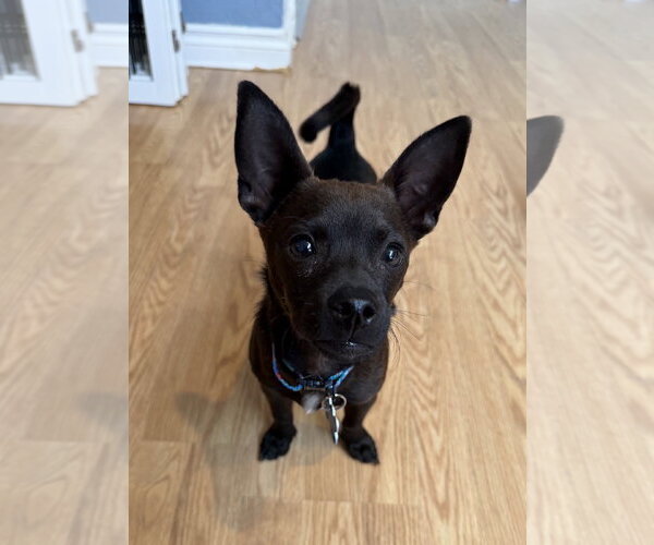 Medium Photo #3 Chihuahua Puppy For Sale in Bellevue, WA, USA