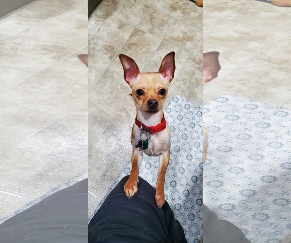 Medium Photo #5 Chihuahua-Unknown Mix Puppy For Sale in New London, WI, USA