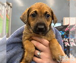 Small #4 Retriever  Mix