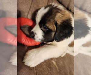 Saint Bernard Puppy for sale in EL PASO, TX, USA