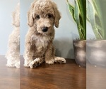 Puppy 2 Goldendoodle (Miniature)