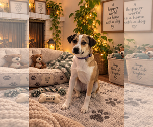 Girly - Female Mutt Dog for Adoption - Photo #2