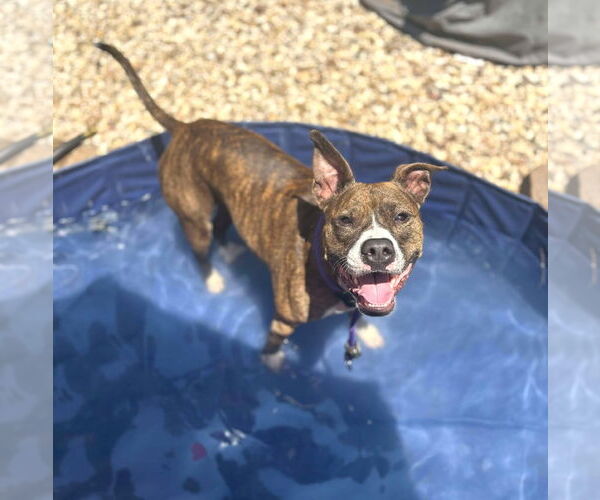 Medium Photo #9 American Pit Bull Terrier Puppy For Sale in Rockville, MD, USA